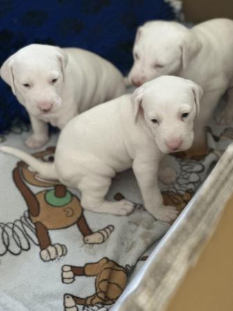 Image 3 of LEMON SPOTTED DALMATIAN BOY PUPS! READY NOW !