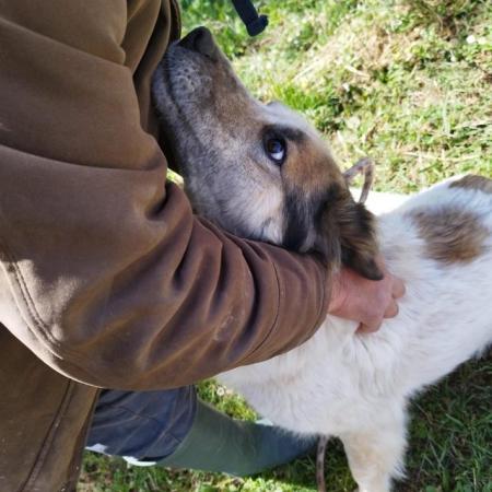 Image 5 of LIVIA, SWEET MIX HOUND DOG IN CUMBRIA