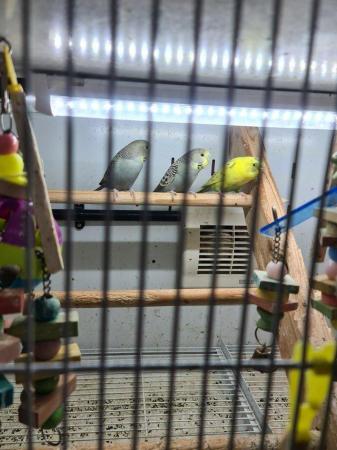 Image 1 of Baby Budgies £35 each 2 for £60