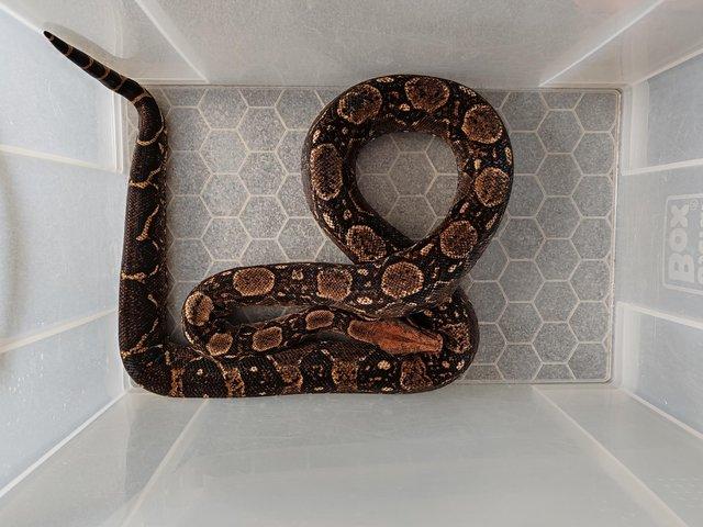 Preview of the first image of Female common boa constrictor (bci).
