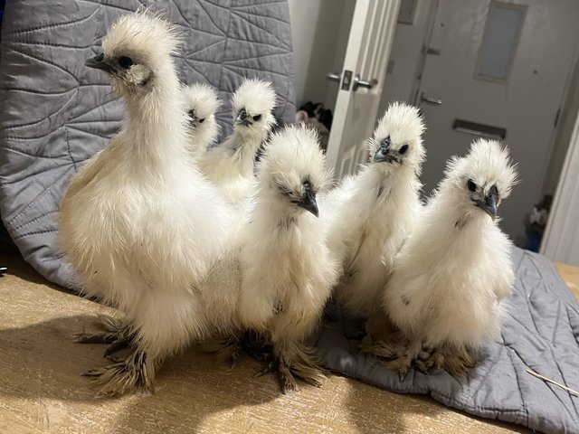Preview of the first image of Variety of chickens available silkies and silkies corsages.