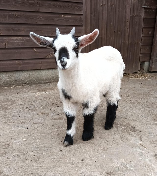 Preview of the first image of Friendly Pygmy x British Sanaan Goat Wether Kid.