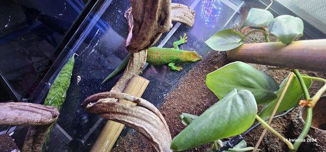 Image 5 of Phelsuma Grandis Male High Red with floppy tail syndrome.