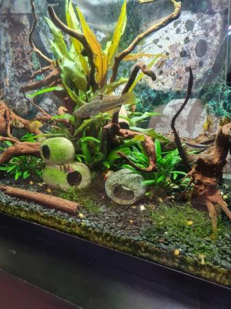 Image 5 of 70l fluval aquarium with fish