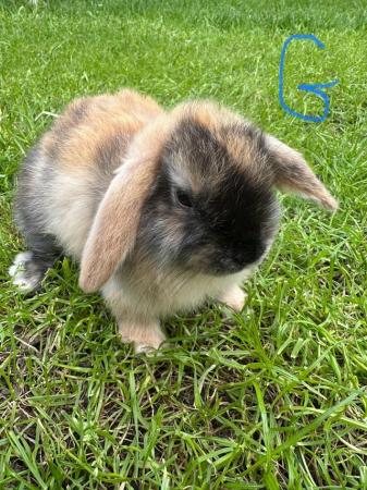 Image 5 of Male and Female Mini Lop Rabbits For Sale