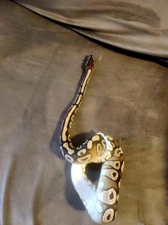 Image 4 of Female mojave royal python