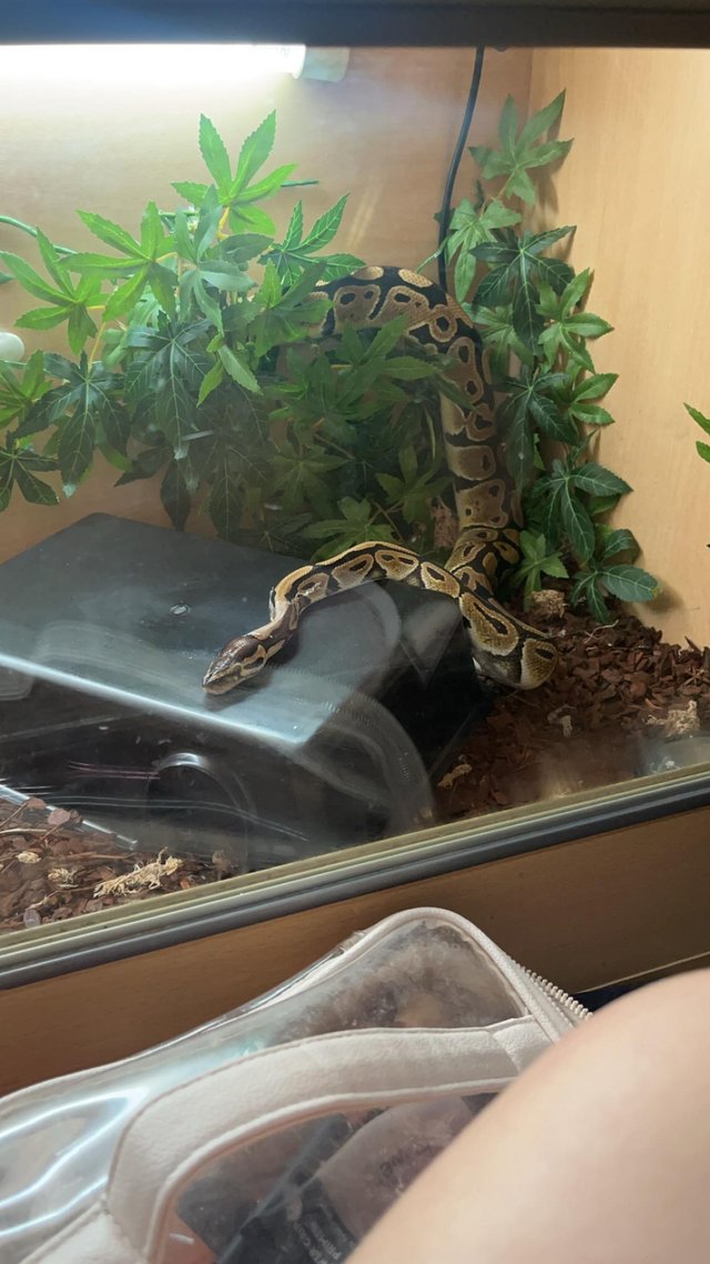 Preview of the first image of 3 year old royal python vivarium and equipment included.