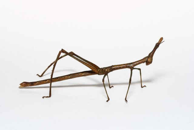 Preview of the first image of Horsehead Grasshopper 6x Nymphs (like Stick Insect).