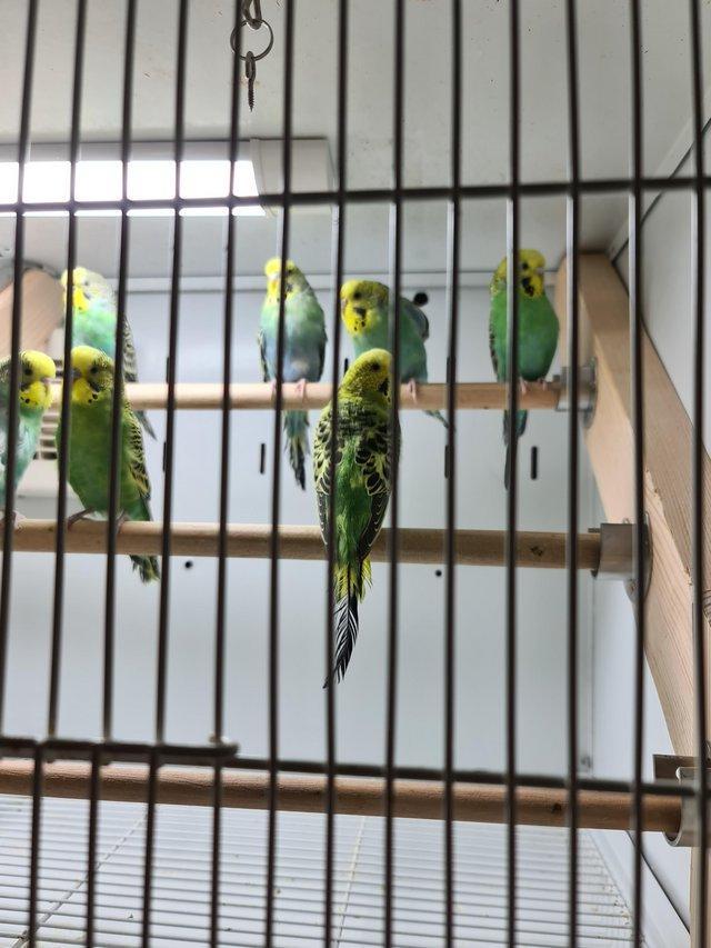 Preview of the first image of Beautiful budgies ready now (not hand tame).