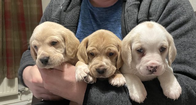 Image 5 of 5 week old Bocker puppies