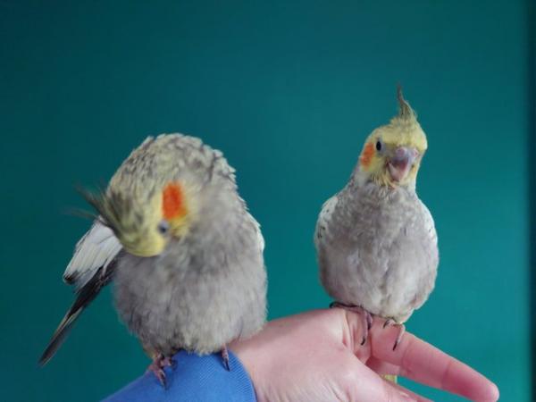 Image 5 of Hand reared silly tame DNA sexed baby cockatiels