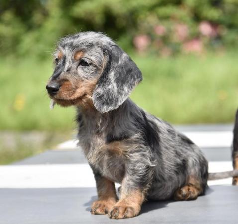 Image 10 of Fully vaccinated - Outstanding dachshund litter