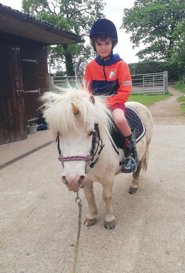 Preview of the first image of Childs lead rein Shetland pony for part loan.