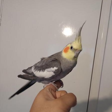 Image 5 of Young Tame Cockatiel Friendly
