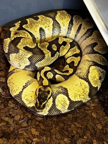 Moving house - cheap royal pythons 100 or less For Sale in Bugbrooke ...