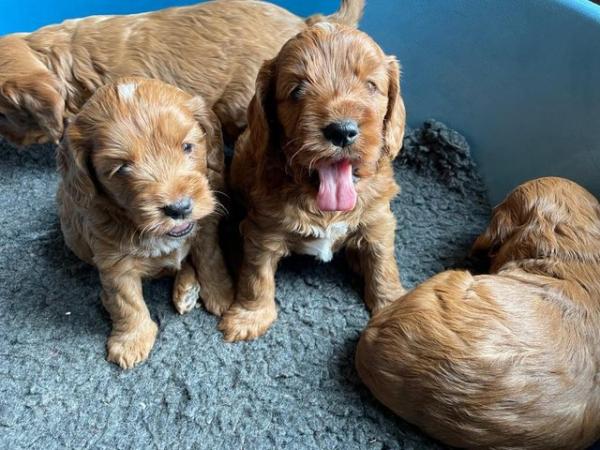 Image 8 of Red cockapoo puppies, bitches only.