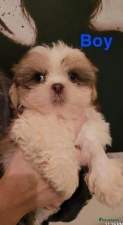 Image 4 of Kc reg shih tzu puppies for sale
