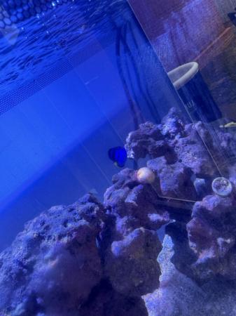 Image 3 of Blue Regal Tang & 2 Clown Fish (Small)