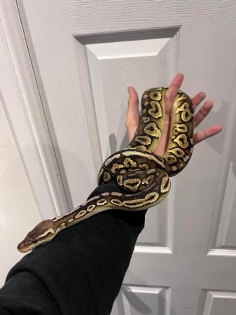Image 2 of Multiple  ball pythons for sale