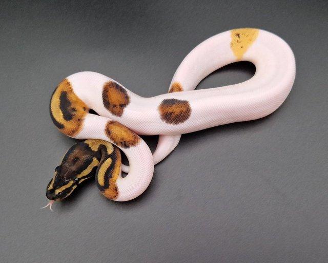Preview of the first image of Leopard Pied Het Lavender Albino Male Ball Python 230703.