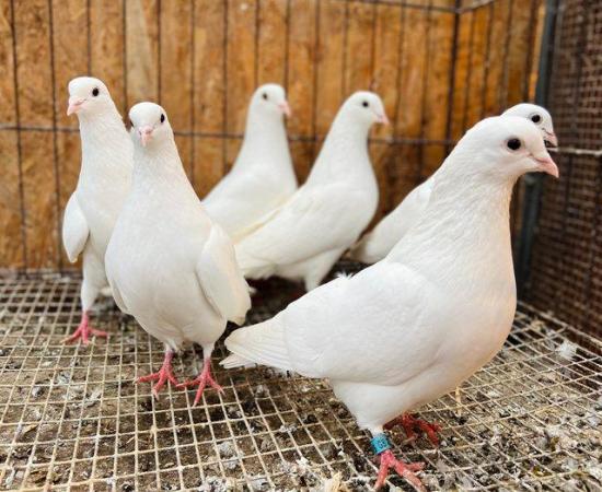 Image 5 of Pure white english doves for sale