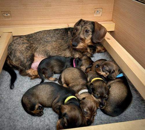 Image 4 of Miniature Dachshund Puppies KC Registered