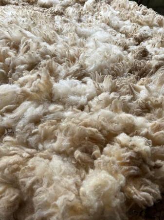 Image 3 of Lovely soft white shetland raw fleece.