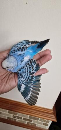 Image 4 of Handeared and tame Budgie babies for sale