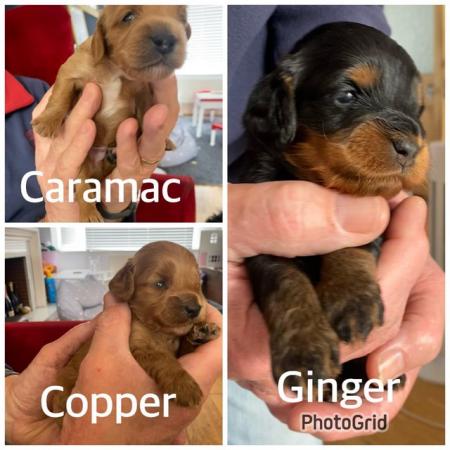 Image 7 of Cockapoo Puppies Available 3rd July