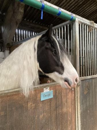 Image 3 of For part loan 15:1hh cob gelding