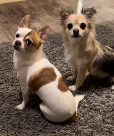Image 2 of Beautiful Male Chihuahua pup