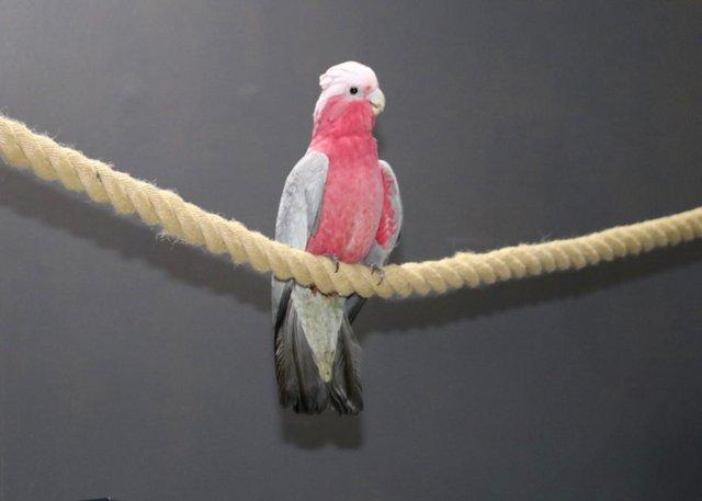 Preview of the first image of Baby Galah Cockatoo Talking Parrot,19.
