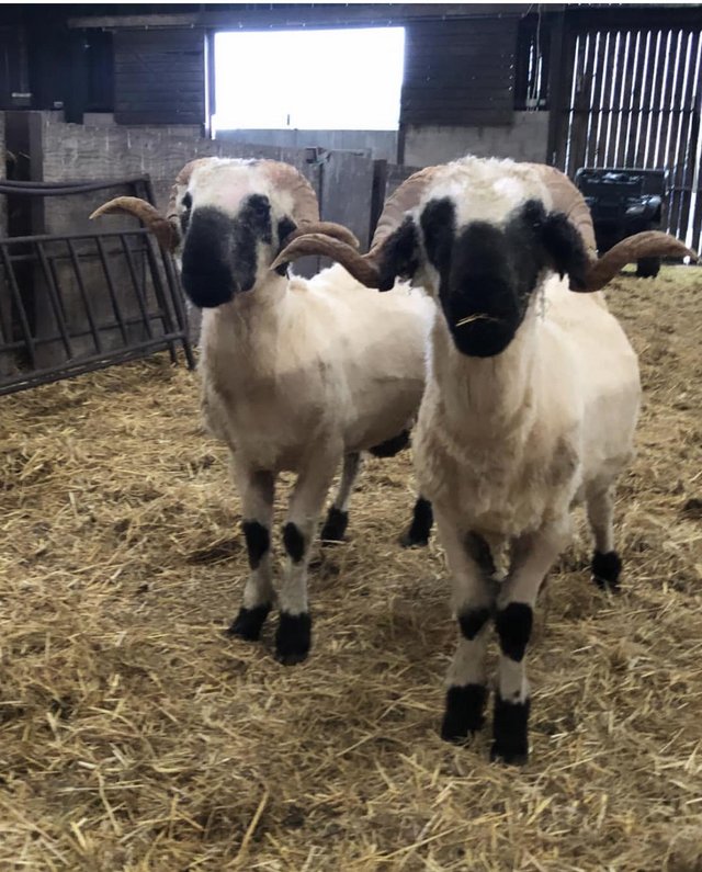 Preview of the first image of Valais blacknose tups unregistered 1 left.