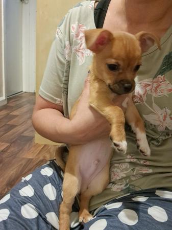 Image 11 of Sweet playful chihuahua puppy Manchester