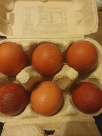 Image 3 of Hatching eggs olive egger/ maran/ silver campine/ araucana