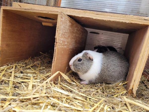 Image 4 of Guinea pig female x2 live together come with cage