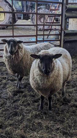 Image 2 of Two Suffolk X ,1 year old lambs (both neutered)