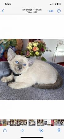 Image 12 of Stunning Registered Siamese Kittens