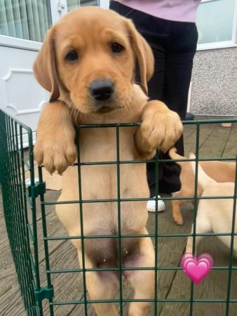 Image 9 of Lovely, Lively Female Labrador Pups.Ready to leave