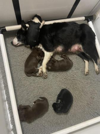 Image 4 of Beautiful collie x puppies. Father is thought to be a cocker