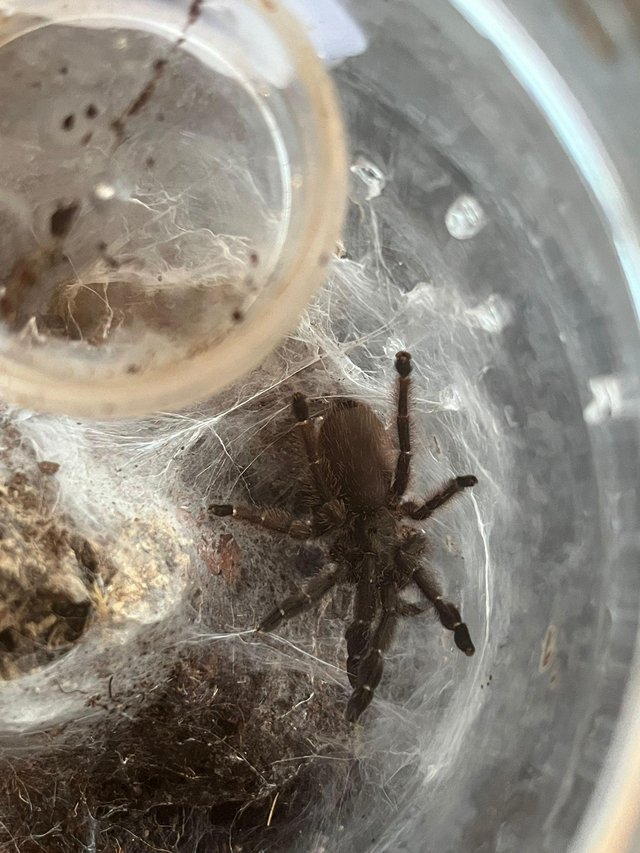 Preview of the first image of Tarantula list  P Victori Juvenile unsexed 6-7cm £50 P Victo.