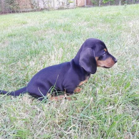 Image 15 of smooth hair black + tan mini dachshunds READY NOW