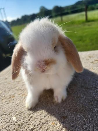 Image 1 of Baby Mini Lop Doe in light tri READY NOW