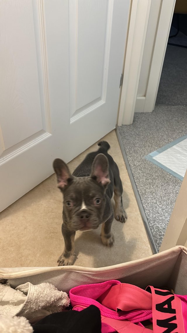 Preview of the first image of 15 week old French bulldog.