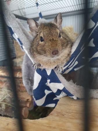 Image 9 of 2 Male Degus with Complete Set Up For Sale