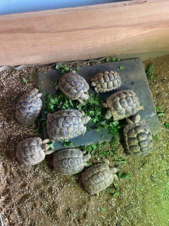 Image 1 of Spur- thighed tortoise For Sale