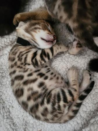 Image 12 of Stunning bengal kittens