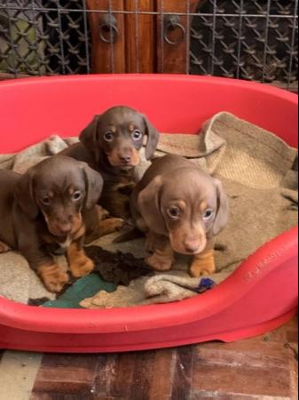 Image 1 of Miniature dachshund puppies