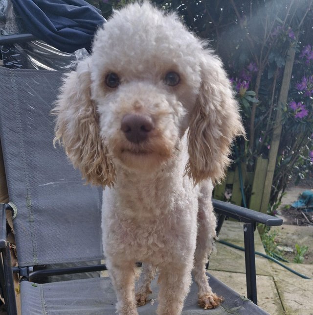 Preview of the first image of Cream Miniature poodle male.