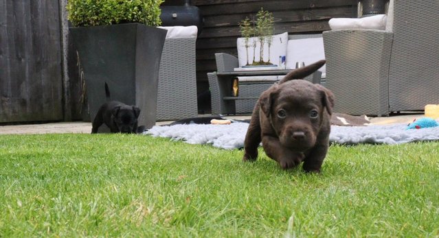 Image 10 of Patterdale Puppies for sale